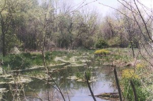 Meadows | Beaver Dam Information Site